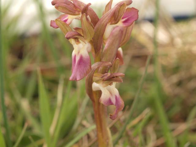 Orchidee dalla murgia Materana